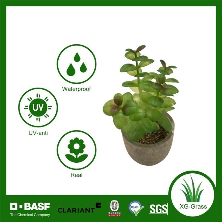 Xingu Unique Succulent Planters To Brighten Up Your Home Decor suppliers