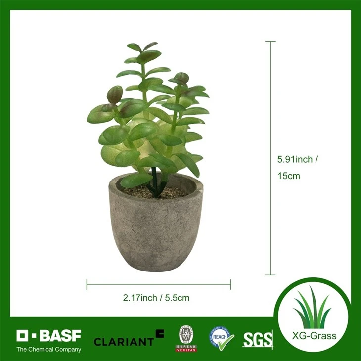 Xingu Unique Succulent Planters To Brighten Up Your Home Decor price